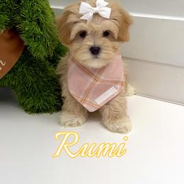 Rumi - Apricot female Maltipoo puppy in Buford, Georgia from Petite Posh Puppies