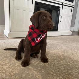 Labrador Retriever Puppies from North Star Retrievers