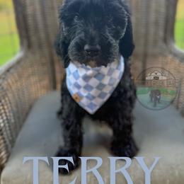 Terry - Black male Goldendoodle puppy in Cleveland, Tennessee from Liberty Creek Farms