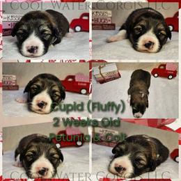 Cupid - Sable male Pembroke Welsh Corgi puppy in Kiowa, Colorado from Cool Water Corgis LLC