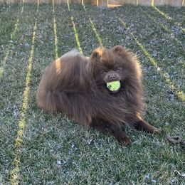 Yogi - Pomeranian