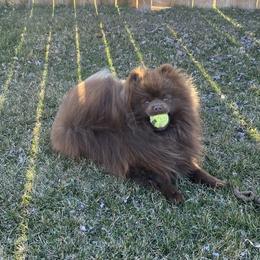 Yogi - Pomeranian