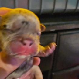 Boy 2 - Black and white male French Bulldog puppy in High Ridge, Missouri from St Louis Frenchies