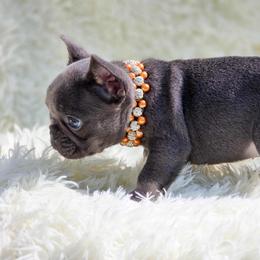 French Bulldog and Pekingese Puppies from SFLK
