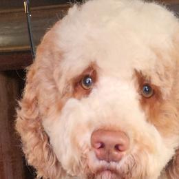 Cosmo - Labradoodle
