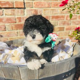 Coal - Tri-color male Bernedoodle puppy in Sherman, Illinois from Shirl Doodle Life