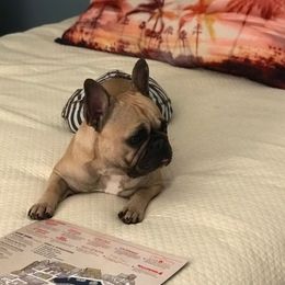 Sissy - French Bulldog