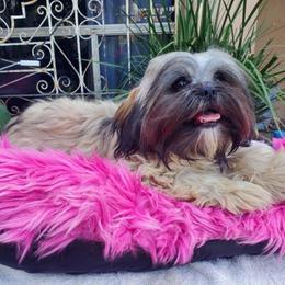 Kloe - Shih Tzu