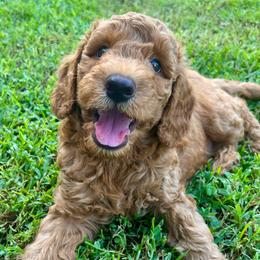Bear - Red  male Goldendoodle puppy in Fulshear, Texas from Little Potatoes