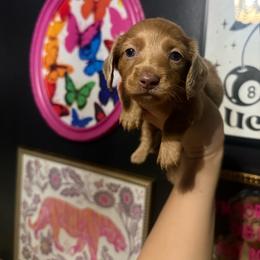 Margo - Dapple female Dachshund puppy in Coatesville, Indiana from ADH Dachshunds
