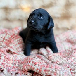 Juniper - Black female Labrador Retriever puppy in Sweet Home, Oregon from Knotty Creek Labradors