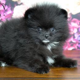 Mocha - Black female Pomeranian puppy in Fultonville, New York from Sandy Aussies & Pomeranians