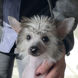Chinese Crested and Russell Terrier Puppies from Jumping Jacks Russells