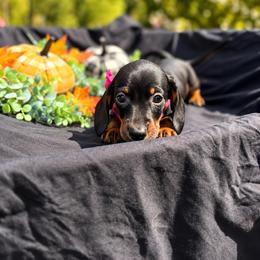 Angel AKC - 2,800 - - Black and tan female Dachshund puppy in Indian Trail, North Carolina from Hilda’s Teenie Weenies
