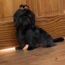 Lucy Lou - Shih Tzu