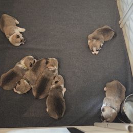 Pembroke Welsh Corgi Puppies from Salted Rim Corgis