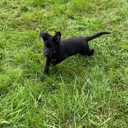 Della - Orange Collar Black Female - Black female German Shepherd puppy in Milan, Illinois from Stonewick German Shepherds
