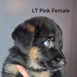 Lt. Pink - Black and tan female German Shepherd puppy in Tony, Wisconsin from Muddy Acres German Shepherds