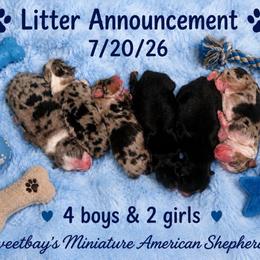 Vetta - Blue merle female Miniature American Shepherd puppy in Covington County, Alabama from Sweetbay Aussies/ Miniature American Shepherds