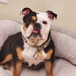 Candy - Bulldog