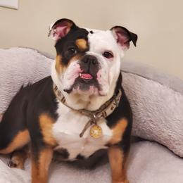 Candy - Bulldog