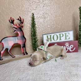 Cream girl - Cream female Dachshund puppy in Winter Haven, Florida from Davidson's Dachshunds