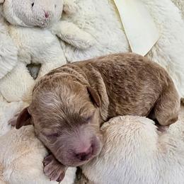 Ruby - Red female Cavapoo puppy in Casa Grande, Arizona from Curls and Camo Pups