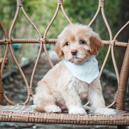 Stakes - Cream male Goldendoodle puppy in Fleming Island, Florida from Island Doodles