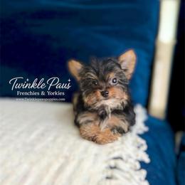 AKC Leo-Tea Cup - Black and tan male Yorkshire Terrier puppy in Powder Springs, Georgia from Twinkle Paws Frenchies and Yorkies