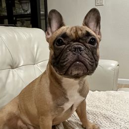 Betty Jo - French Bulldog
