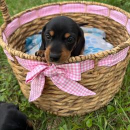 Goose - Black and tan male Dachshund puppy in Palm Bay, Florida from Anastasia’s Royal Weenies