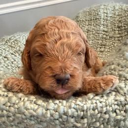 Bright Blue - Cream male Goldendoodle puppy in Greenville, South Carolina from Law Doodles of SC