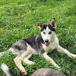 Scottie - Black and white male Siberian Husky puppy in Nashville, Tennessee from Love My Paws