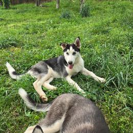 Scottie - Black and white male Siberian Husky puppy in Nashville, Tennessee from Love My Paws