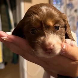 Bjorn - Piebald male Dachshund puppy in Goleta, California from CBOO Doxies