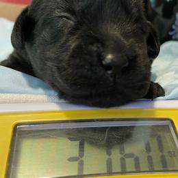 Girl 3 - Black female Labrador Retriever puppy in Arlington, Iowa from Uncle Bucks Labrador Retrievers