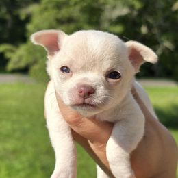 Girl 1 - Cream female Chihuahua puppy in Vineland, New Jersey from Royal Companion's
