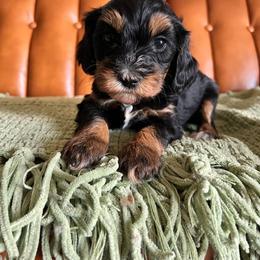 Black phantom - Black female Goldendoodle puppy in Ottawa, Ohio from Simply Beautiful Goldendoodles