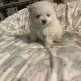 Rarity - White female Pomeranian puppy in Rhode Island from Heartfelt Kennels