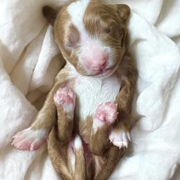 Milo - Red male Cavapoo puppy in Aiken, South Carolina from Cavapoos of the Carolinas