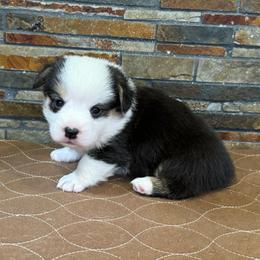 Boy 2 - Black and tan male Pembroke Welsh Corgi puppy in Visalia, California from VIP Stables