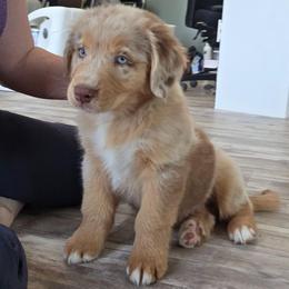 Beckham FIFA - Red merle male Australian Shepherd puppy in Solon, Maine from Mountain Range Australian Shepherds
