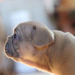 French Bulldog Puppies from Diamond Dog Frenchies