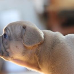 French Bulldog Puppies from Diamond Dog Frenchies