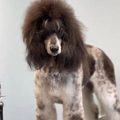 Ivy - Poodle