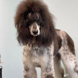 Ivy - Poodle