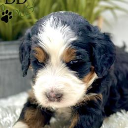 Boy 1 - Tri-color Bernedoodle puppy in Draper, Utah from Draper Doodles