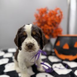 Raven - Liver white and tan female English Springer Spaniel puppy in Rogers, Ohio from StoneyBrook Setters