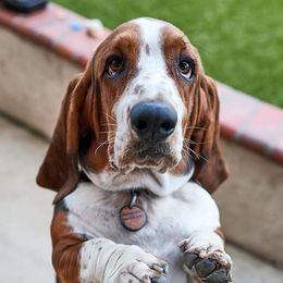 Basset Hounds from Robbs Ranch Bassets