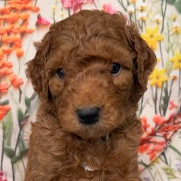 Parson - Red  male Goldendoodle puppy in Chattanooga, Tennessee from Scenic City Doodles